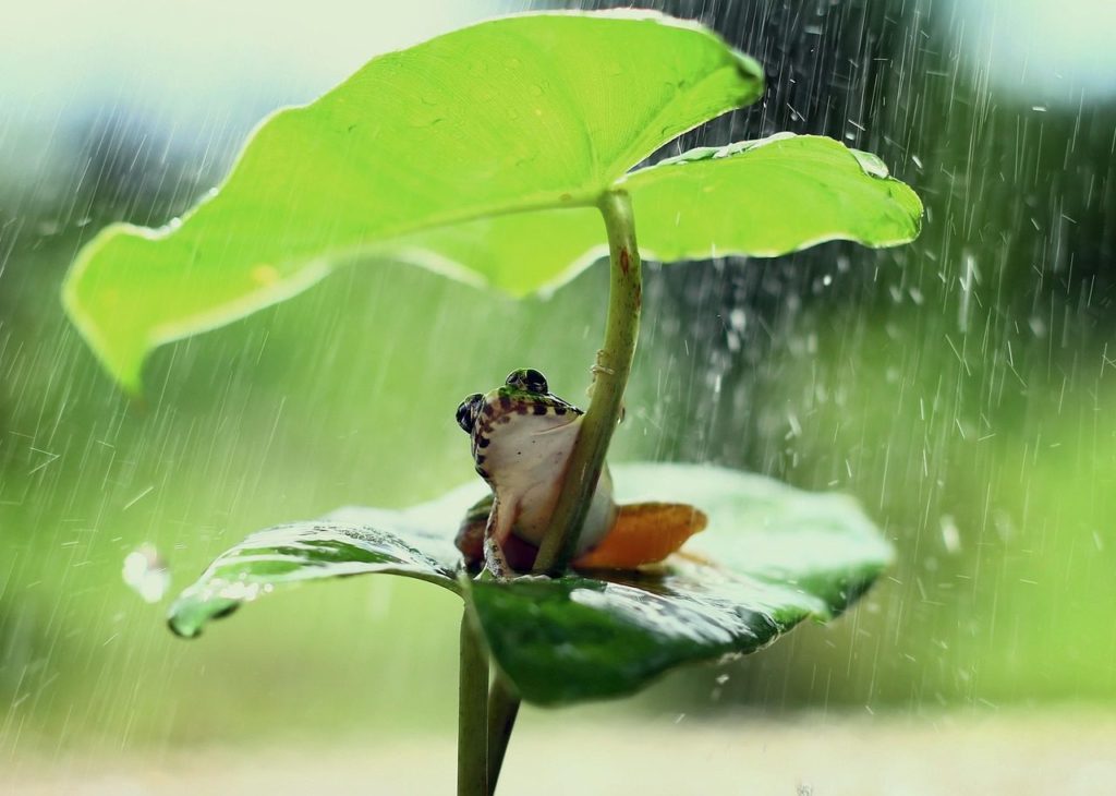 frog, nature, green, leaf